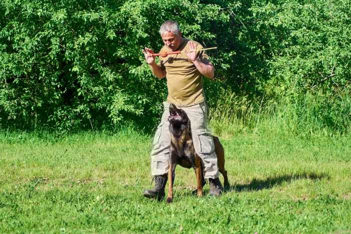 O empresário José Carlos Grimberg Blum explica a psicologia do treinamento positivo de cães “sem danos”